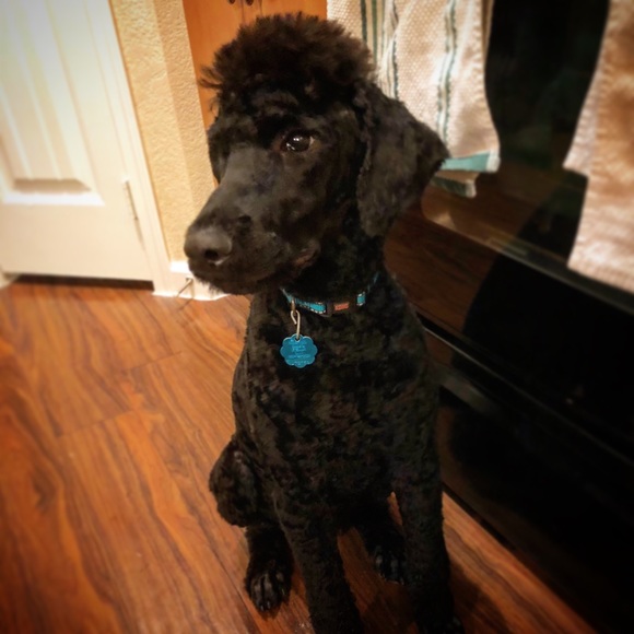 Meet your Posher, Katie - Picture 5 of 7